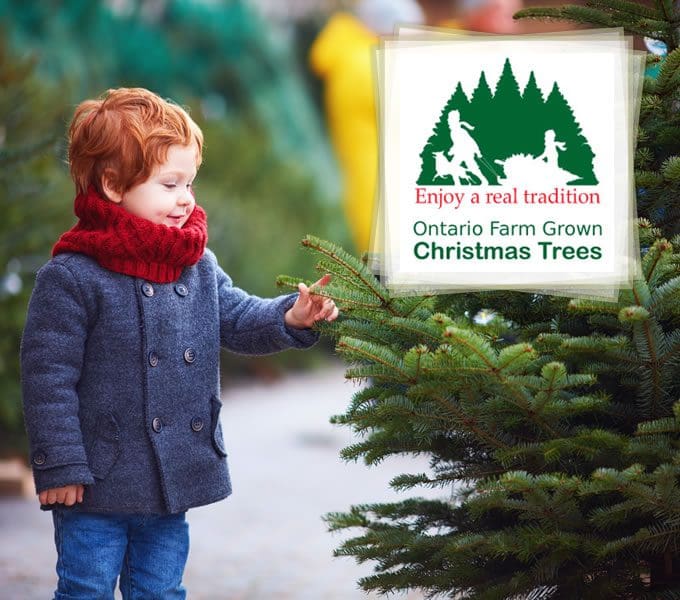 Project: Christmas Tree Farmers of Ontario